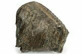 Woolly Mammoth Molar - Siberia #232726-2